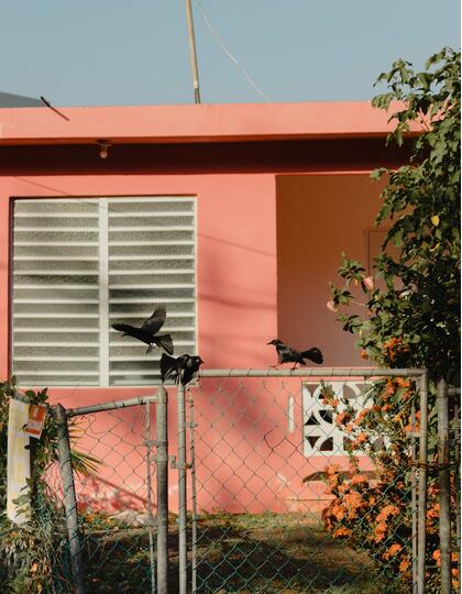 Small black birds flutter on a wire fence outside a coral-hued house in Puerto Rico